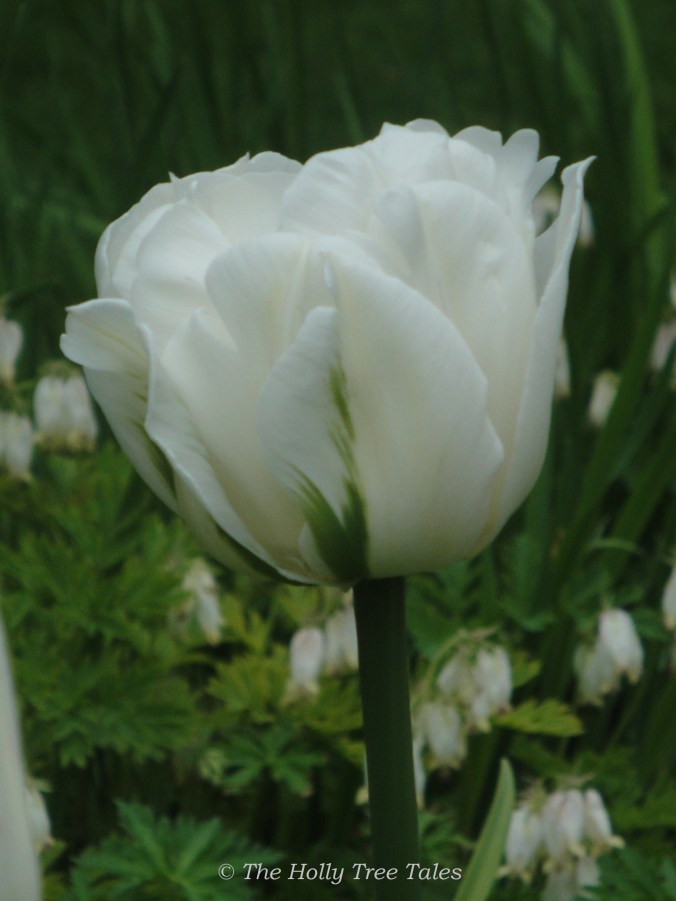 DSC00602 - THTT signed