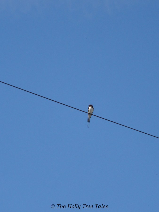 Blue Sky. Swallow sitting on a telephonevwire. www.TheHollyTreeTales.com
