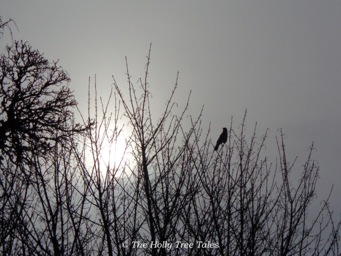 A solitary bird in tune with the dawn chorus.