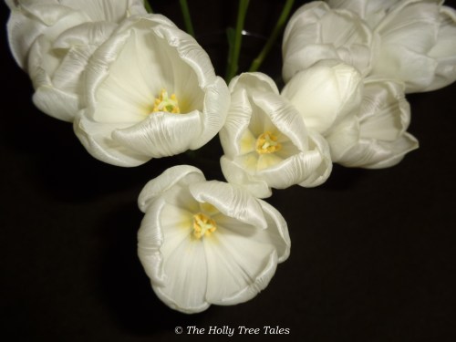 DSC05788 - THTT signed