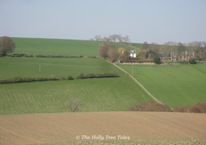 Chemical Agriculture businesses all around us, our organic garden amongst the few areas of refuge for wildlife, and one of the few gardens for miles offering biodiversity without the use of chemicals within them.
