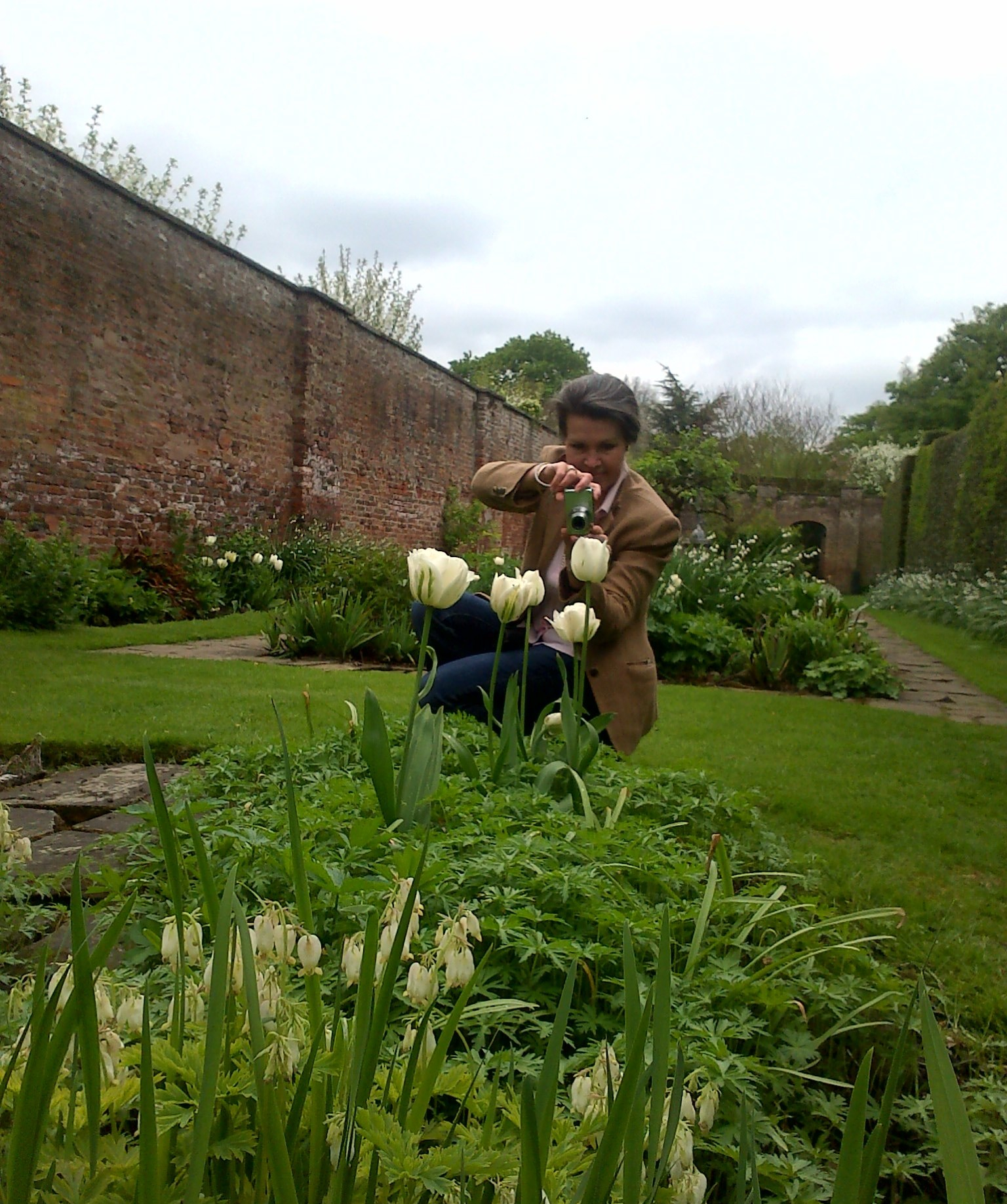 (c) Holly M Maxwell Boydell. www.TheHollyTreeTales.com - at Middlethorpe Hall. May 2013 - White tulips. Design. Walled Garden. White. Garden.