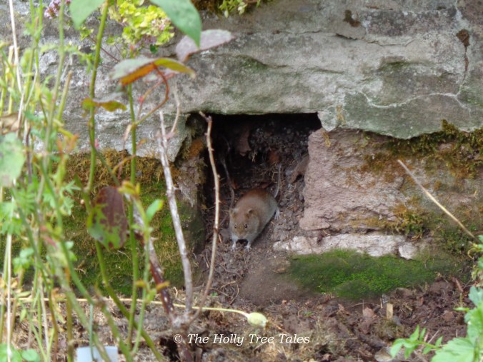 A little field mouse in my organic country garden.
