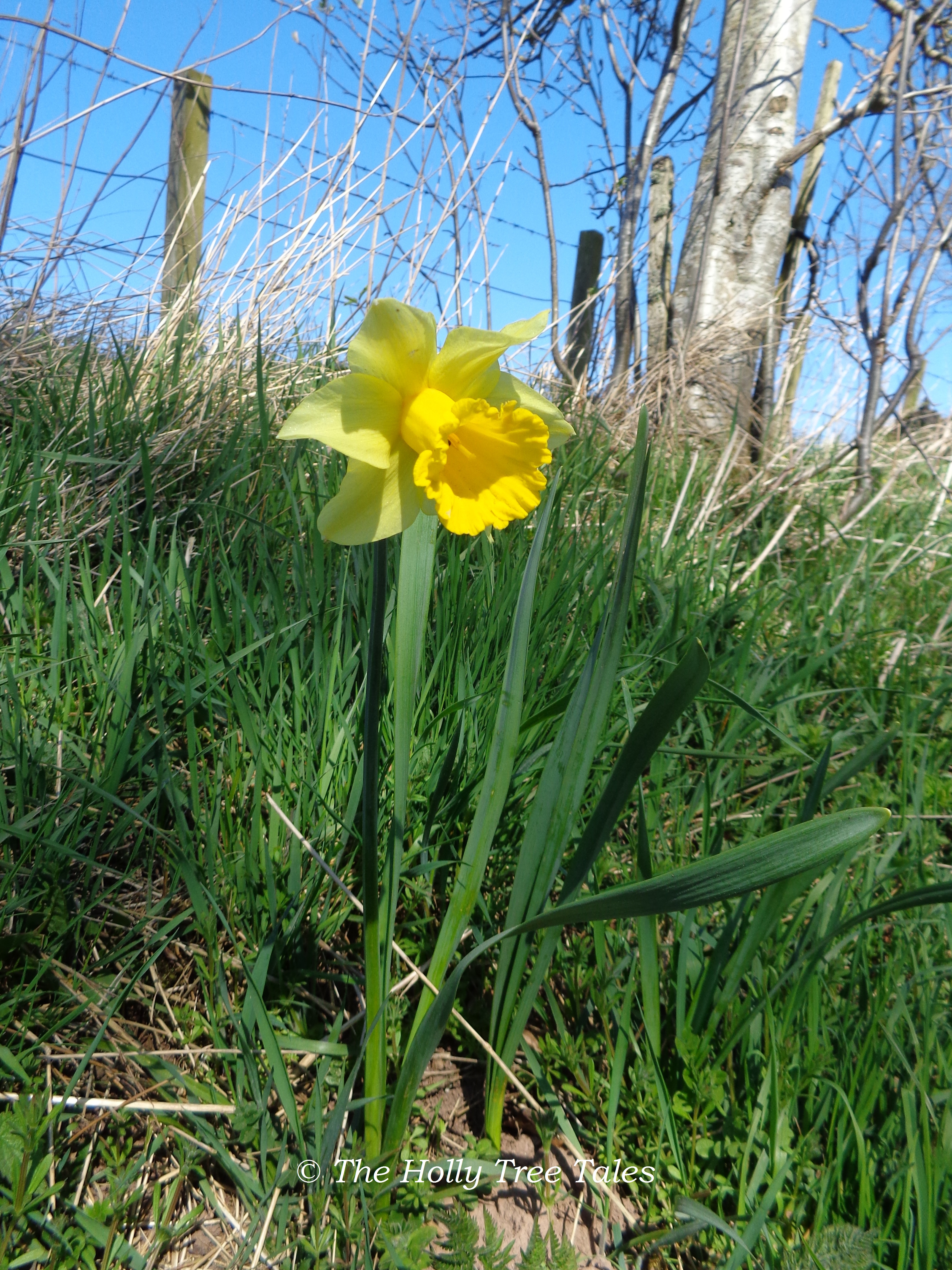 DSC06699 - THTT signed. 
Daffodil. Narcissus. 
(c) www.TheHollyTreeTales.com