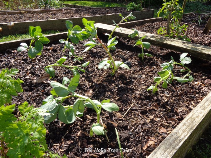 Spring planting of broad bean seedlings, into raised beds filled with homemade compost etc ... beautiful organic soil 'made' on the property with many living, natural materials. 