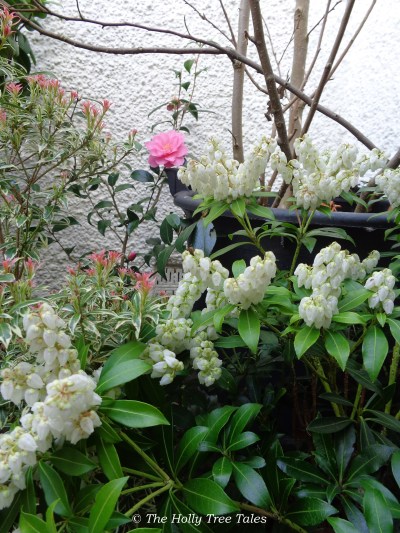 Potted plants in a peaceful courtyard ... Magnolia stems, Pieris shrubs (one in bloom - little white bells), with first Camellia flower of the season (Camellia x williamsii “Donation”) ... each fed with wood ash from our fireplace.