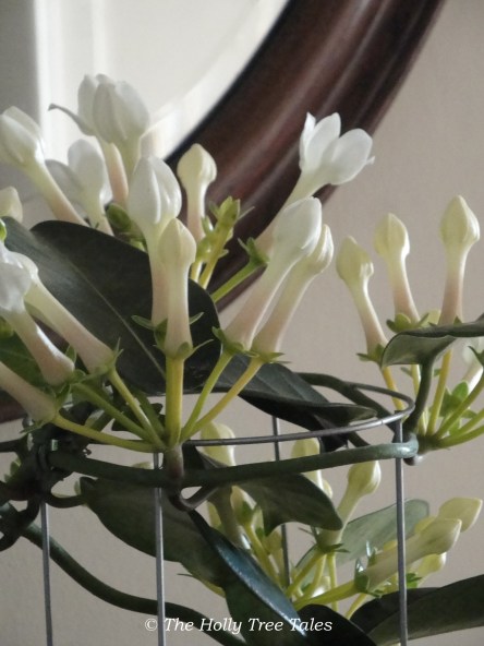 DSC00728 - THTT signed. Stephanotis. Climbing Plant. White Flowers. Fragrant. (c) The Holly Tree Tales. www.TheHollyTreeTales.com