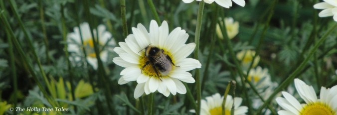 Bumblebee resting on a daisy flower, in July 2012.