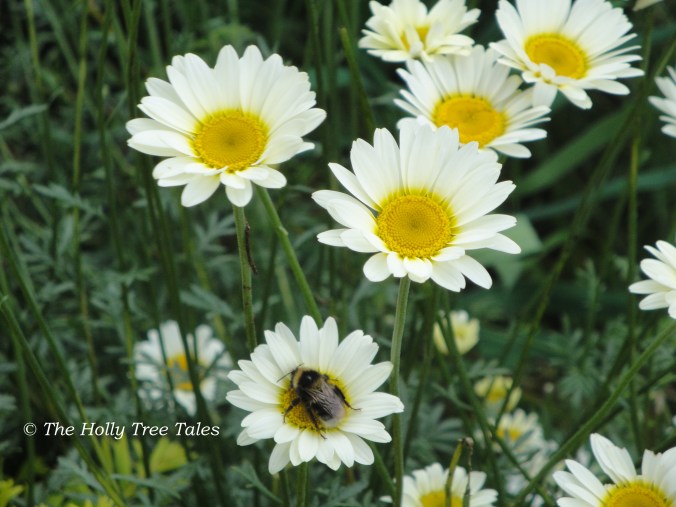 DSC06113 - THTT signed