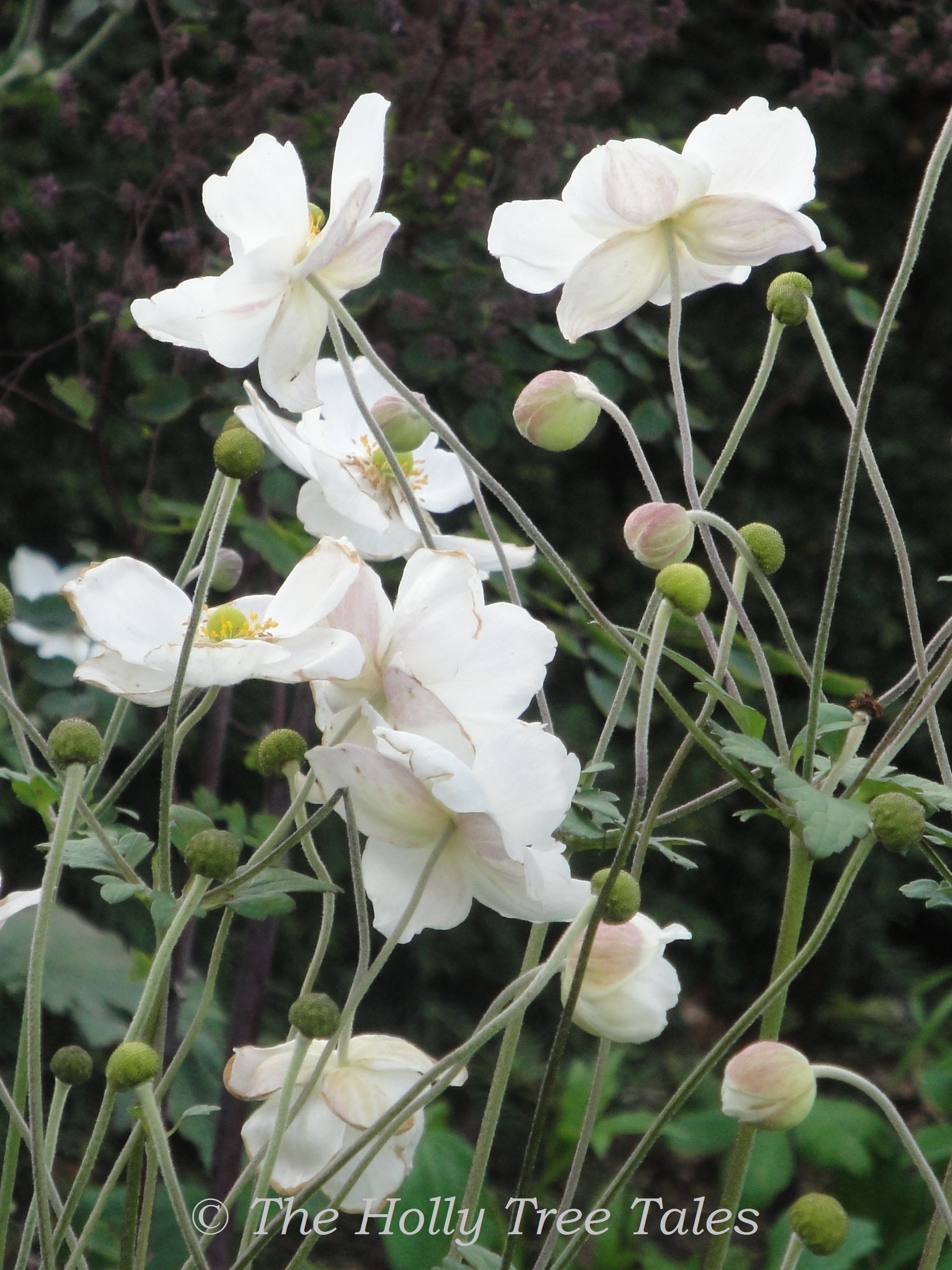 DSC04388 - THTT signed