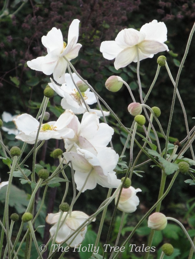 DSC04388 - THTT signed