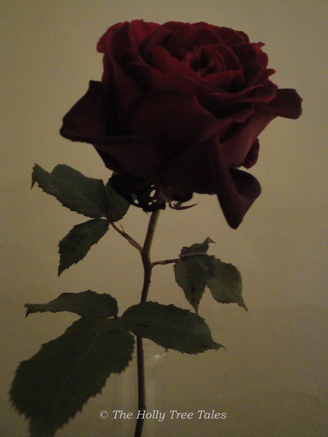 DSC07394 - THTT signed