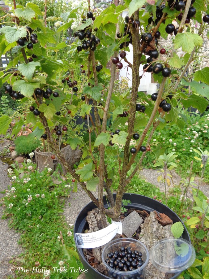 DSC09066 - THTT signed