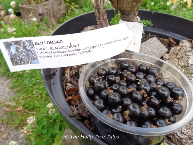 DSC09070 - THTT signed