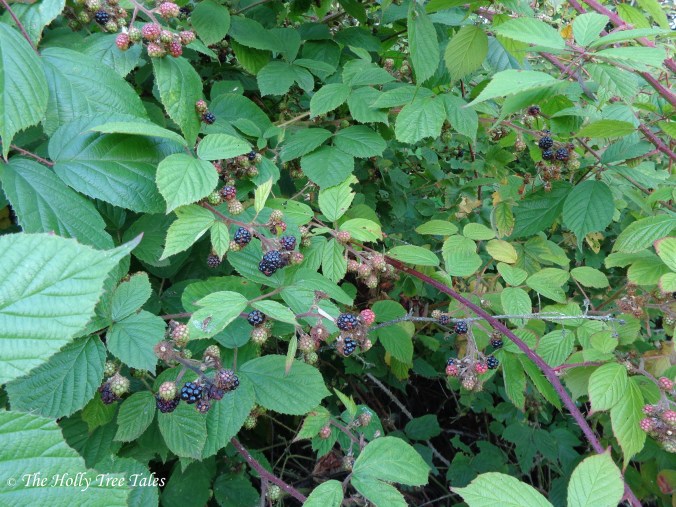 DSC00261 - THTT signed