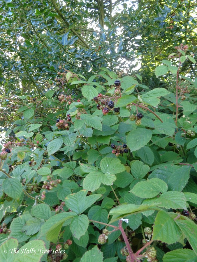 DSC00263 - THTT signed