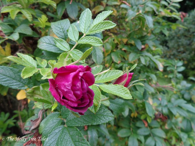 DSC00266 - THTT signed