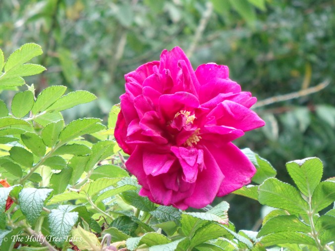 DSC00270 - THTT signed