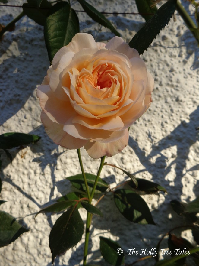 A Shropshire Lad rose - TheHollyTreeTales.com