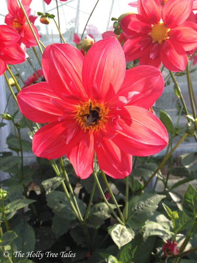 IMG_4278 - THTT signed