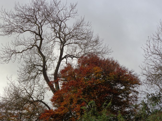 DSC00853 - THTT signed