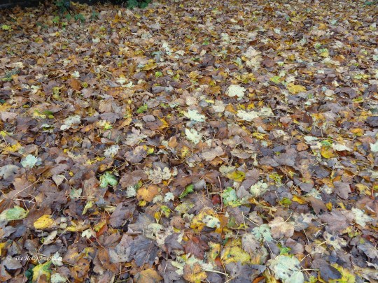 DSC00880 - THTT signed