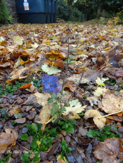 DSC00886 - THTT signed