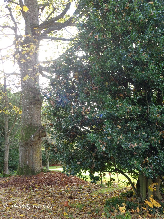 DSC00942 - THTT signed