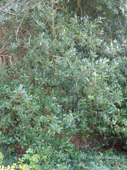 DSC00946 - THTT signed