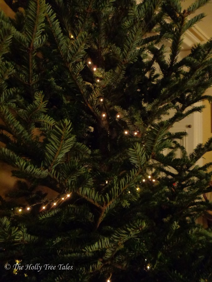 DSC01493 - THTT signed - Christmas - Christmas Tree with lights - Evergreen - (c) The Holly Tree Tales.com