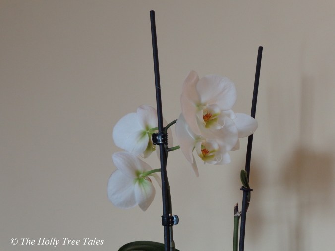 DSC02727 - THTT signed