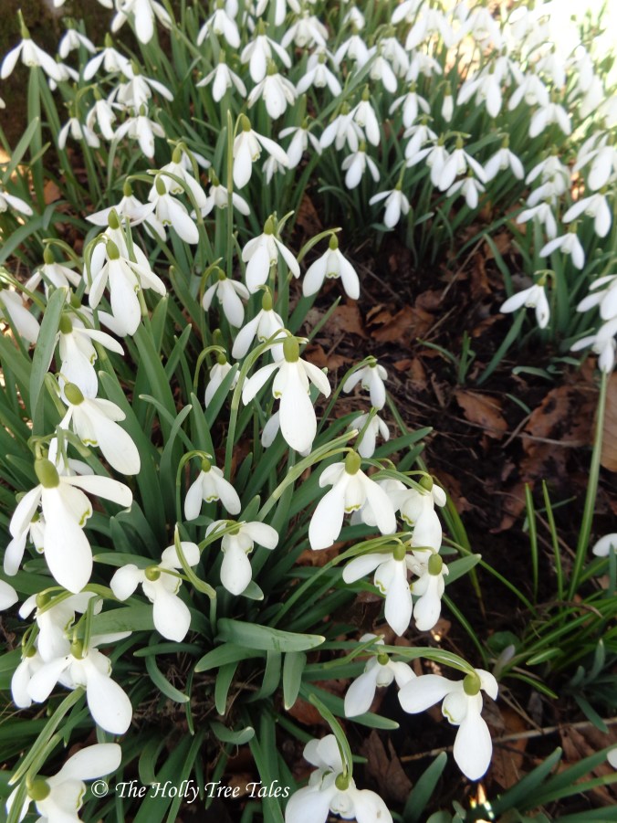 DSC02784 - THTT signed