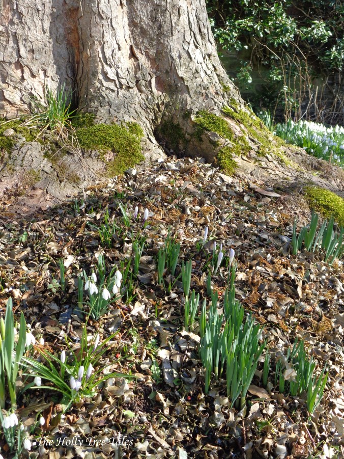 DSC02785 - THTT signed