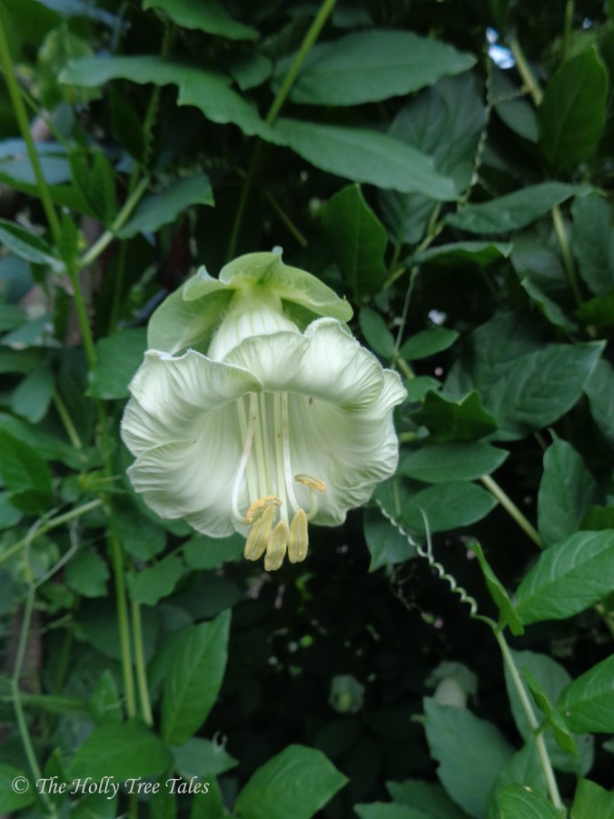 DSC02437 - THTT signed