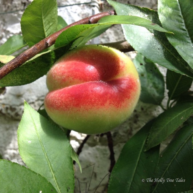 20031830_1440254776063914_6770098460197945556_n - onto Instagram 13.7.2017 - THTT signed