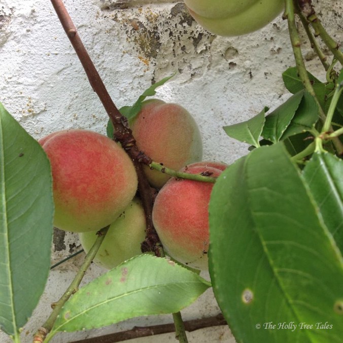 - onto Instagram 13.7.2017 - THTT signed