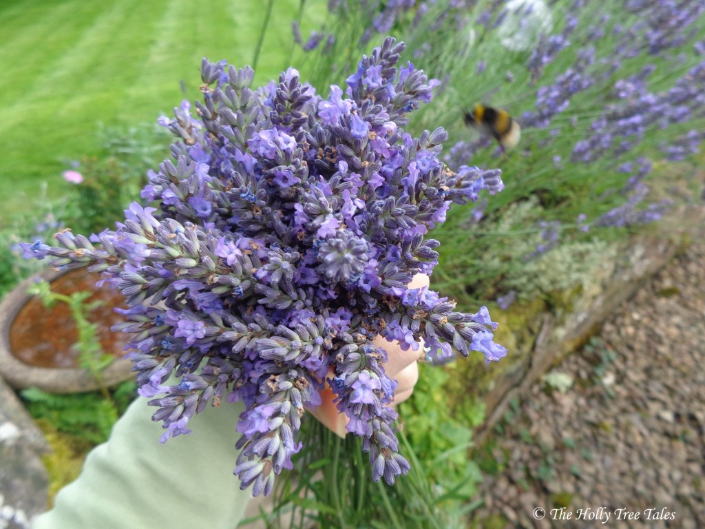 A bunch of lavender in hand and a bumblebee showing interest, with lavender in the garden background. Signed (c) TheHollyTreeTales.com