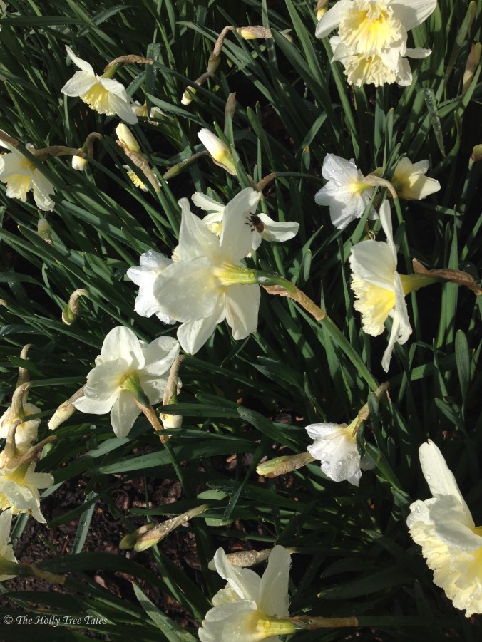 IMG_7048 - THTT signed