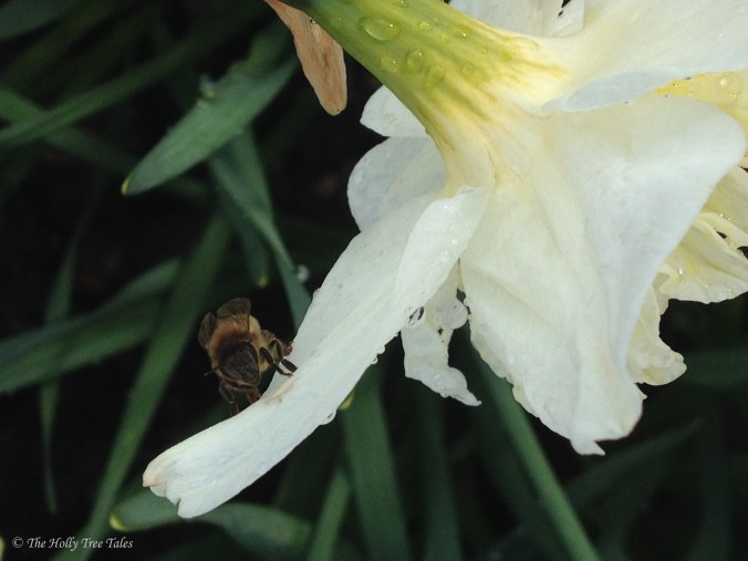 IMG_7051 - THTT signed