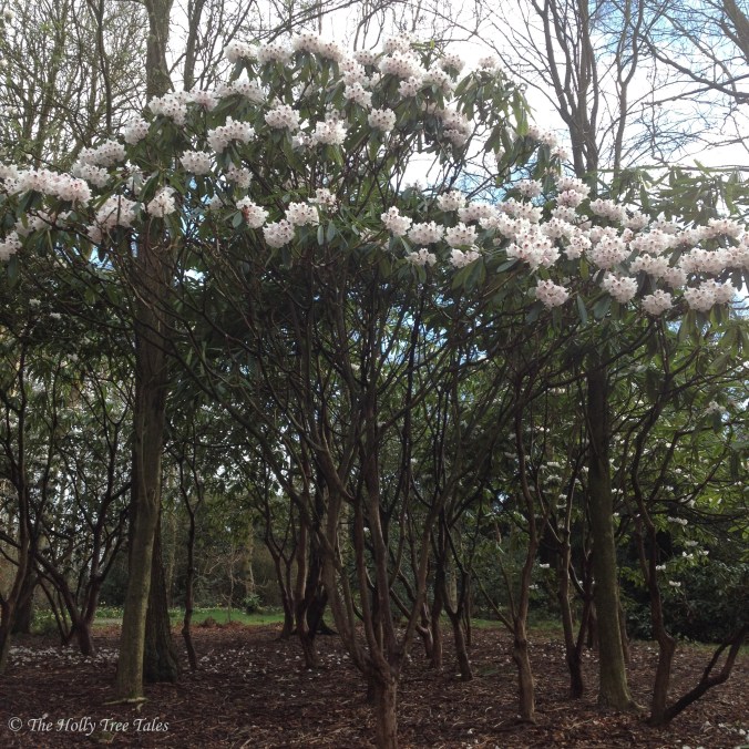 IMG_7144 - THTT signed