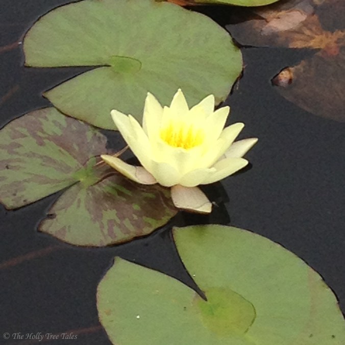 IMG_2934 - THTT signed