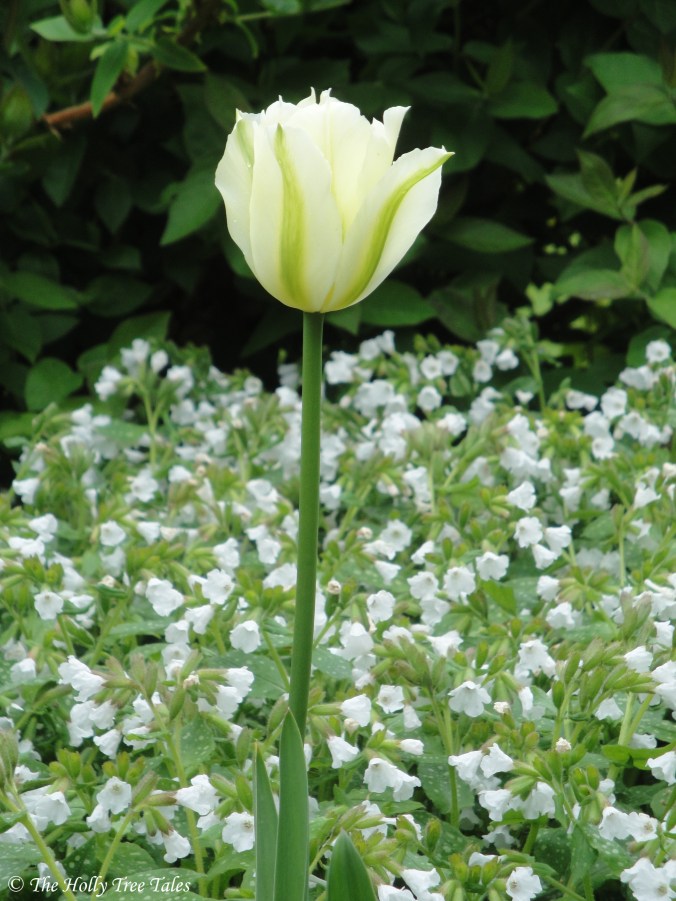 DSC00611 - THTT signed