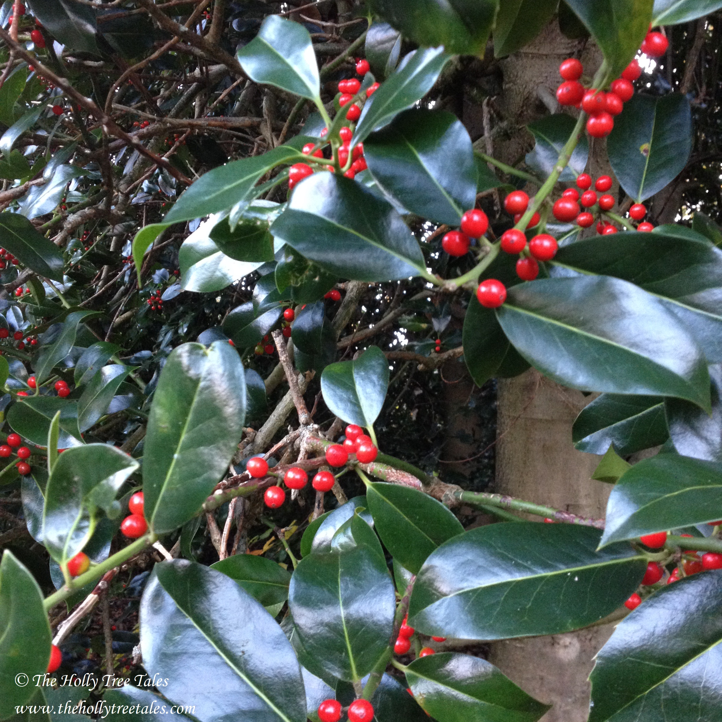 IMG_5078 - THTT.com signed. Holly. The Holly Tree Tales. Holly Tree. Holly leaves + berries. The Holly Tree Tales.com.