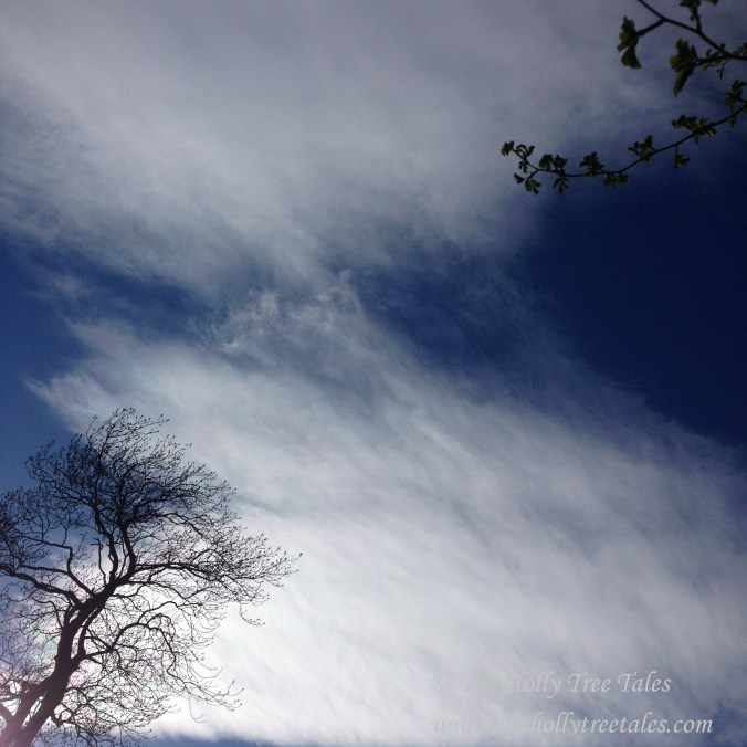 IMG_1111 - THTT signed - Dark blue sky, gentle cloud, Spring leaves on ash + wild rose.