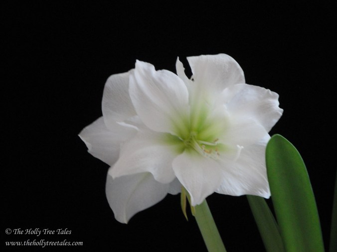 DSC00447 - © Holly M Maxwell Boydell - The Holly Tree Tales - White Amaryllis against black velvet.