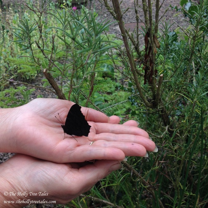 Butterfly. Hand. Freedom. Authenticity. Hope. © The Holly Tree Tales www.thehollytreetales.com