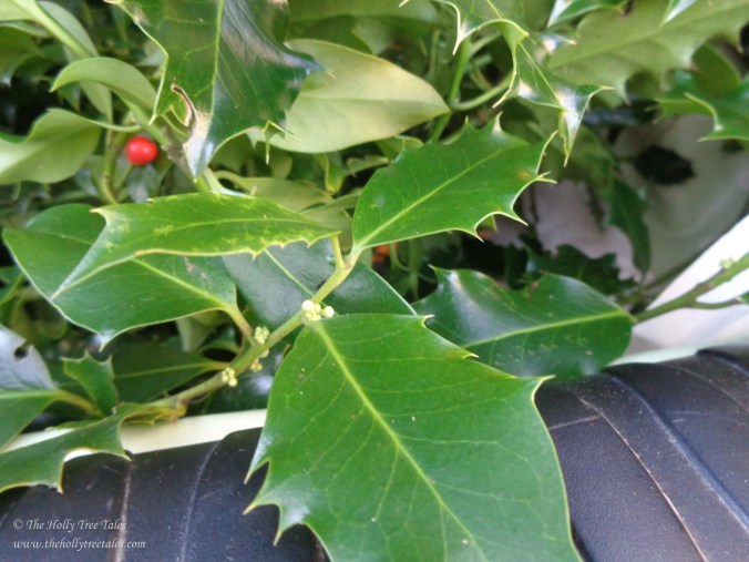 DSC08768 - Holly - ilex aquifolium - THTT signed