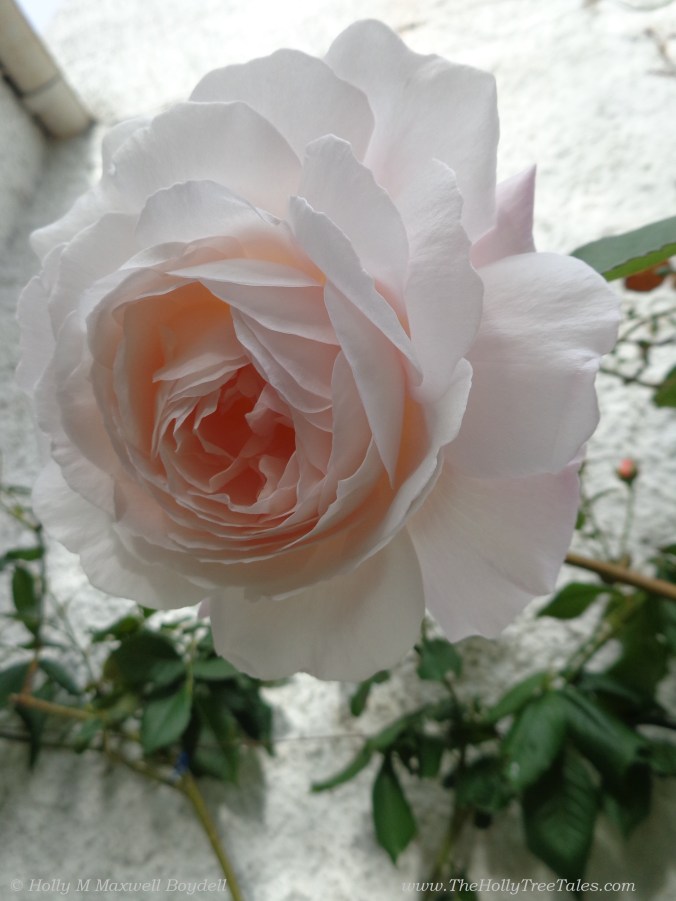 dsc06392 - Rose: A Shropshire Lad, by David Austin Roses - (c) Holly M Maxwell Boydell - www.TheHollyTreeTales.com