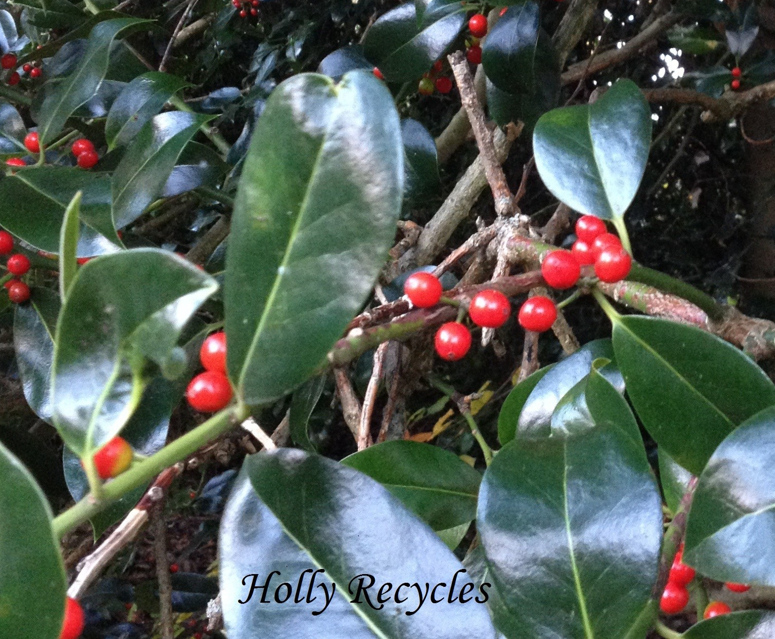 img_5078 - holly - ilex aquifolium - (c) Holly Recycles - via www.TheHollyTreeTales.com