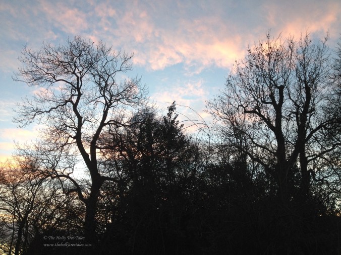 img_7038 - thtt signed - 2nd - Sunset - Berwickshire - Trees: ash, beech, sycamore, holly - Winter - Light - Dark - (c) The Holly Tree Tales www.TheHollyTreeTales.com
